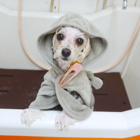 【本店】2021年5月8日のワンちゃん達♪