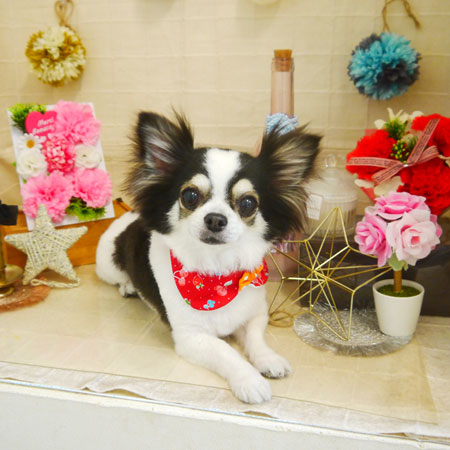 【本店】2021年5月9日のワンちゃん達♪