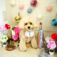 【本店】2021年5月10日のワンちゃん達♪