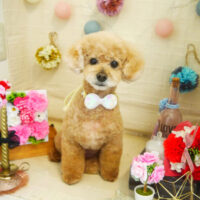 【本店】2021年5月13日のワンちゃん達♪