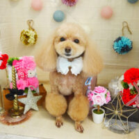 【本店】2021年5月14日のワンちゃん達♪