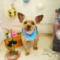 【本店】2021年5月15日のワンちゃん達♪