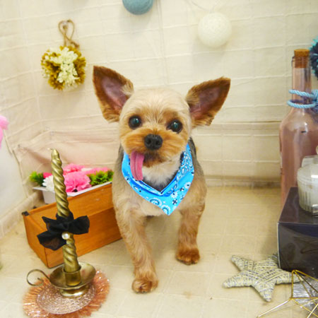 【本店】2021年5月15日のワンちゃん達♪