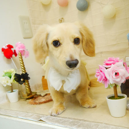 【本店】2021年5月16日のワンちゃん達♪