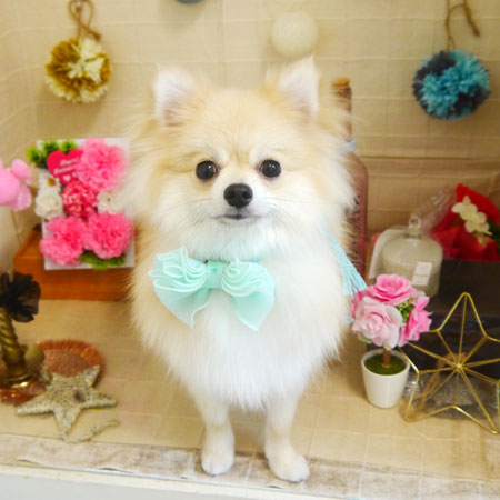 【本店】2021年5月17日のワンちゃん達♪