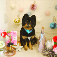 【本店】2021年5月20日のワンちゃん達♪