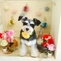 【本店】2021年5月21日のワンちゃん達♪