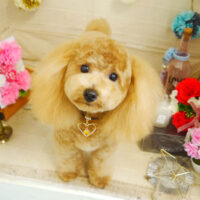 【本店】2021年5月22日のワンちゃん達♪