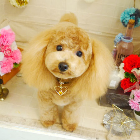 【本店】2021年5月22日のワンちゃん達♪