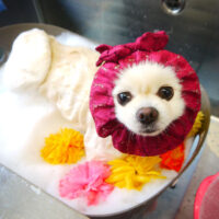 【本店】2021年5月23日のワンちゃん達♪