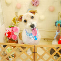 【本店】2021年5月24日のワンちゃん達♪