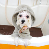 【本店】2021年5月26日のワンちゃん達♪