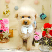 【本店】2021年5月27日のワンちゃん達♪