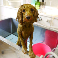 【本店】2021年5月28日のワンちゃん達♪