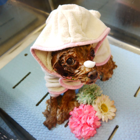 【本店】2021年5月29日のワンちゃん達♪