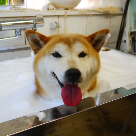 【本店】2021年5月30日のワンちゃん達♪