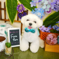 【本店】2021年5月31日のワンちゃん達♪