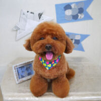 【山手店】2021年5月1日のワンちゃん達♪