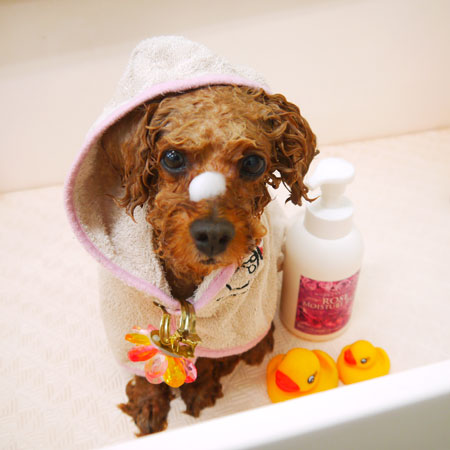 【山手店】2021年5月14日のワンちゃん達♪