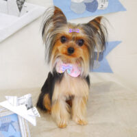 【山手店】2021年5月16日のワンちゃん達♪