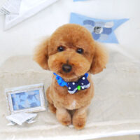 【山手店】2021年5月17日のワンちゃん達♪