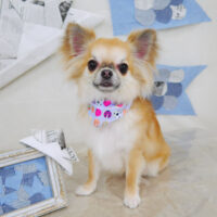 【山手店】2021年5月21日のワンちゃん達♪