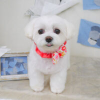 【山手店】2021年5月24日のワンちゃん達♪