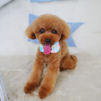 【山手店】2021年5月27日のワンちゃん達♪