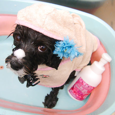 【池下店】2021年5月1日のワンちゃん達♪