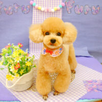 【池下店】2021年5月2日のワンちゃん達♪