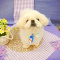 【池下店】2021年5月7日のワンちゃん達♪