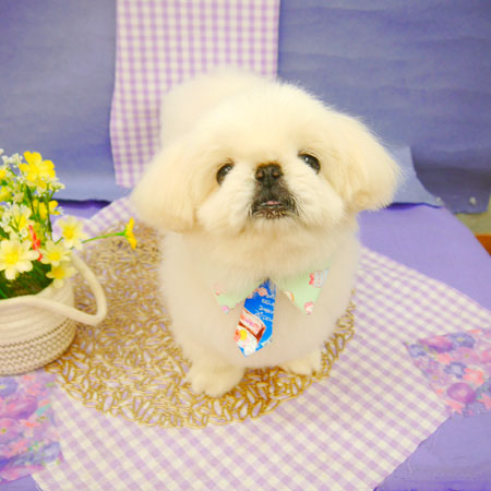 【池下店】2021年5月7日のワンちゃん達♪