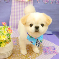 【池下店】2021年5月8日のワンちゃん達♪