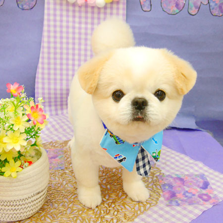 【池下店】2021年5月8日のワンちゃん達♪