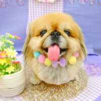 【池下店】2021年5月9日のワンちゃん達♪