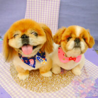 【池下店】2021年5月14日のワンちゃん達♪