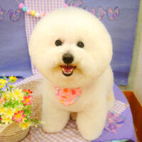 【池下店】2021年5月16日のワンちゃん達♪