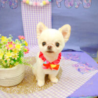 【池下店】2021年5月17日のワンちゃん達♪