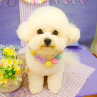 【池下店】2021年5月20日のワンちゃん達♪