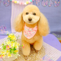 【池下店】2021年5月21日のワンちゃん達♪