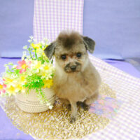 【池下店】2021年5月22日のワンちゃん達♪