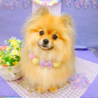 【池下店】2021年5月23日のワンちゃん達♪