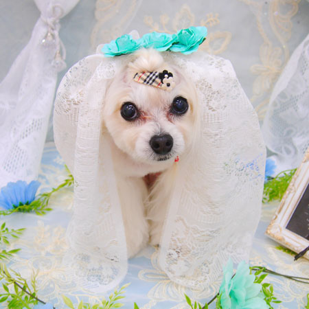 【池下店】2021年5月26日のワンちゃん達♪