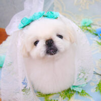 【池下店】2021年5月27日のワンちゃん達♪