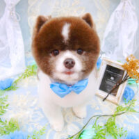 【池下店】2021年5月28日のワンちゃん達♪