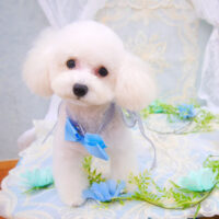 【池下店】2021年5月30日のワンちゃん達♪