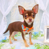 【池下店】2021年5月31日のワンちゃん達♪