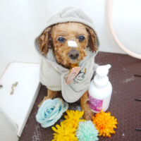 【本店】2021年6月3日のワンちゃん達♪