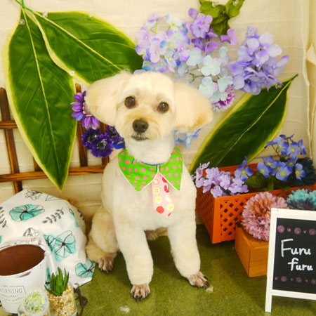 【本店】2021年6月4日のワンちゃん達♪