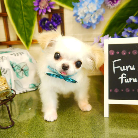 【本店】2021年6月5日のワンちゃん達♪